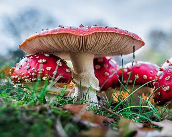 7_2.jpg?v=1697699271