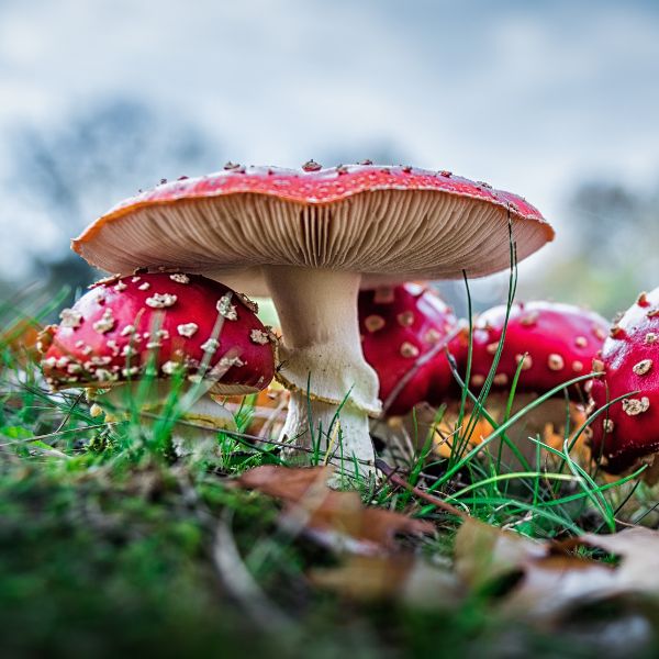 7_2.jpg?v=1697699271