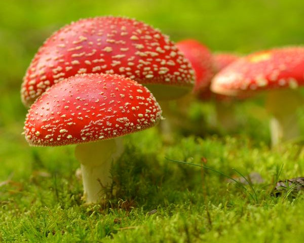 amanita_muscaria_600x600_67b4146f-ebb6-4e9b-964f-d61306a19664.jpg?v=1697721856