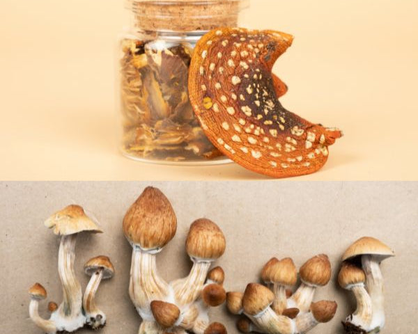 amanita_muscaria_qwin_blog_600_x_600_px_2.jpg?v=1697699143