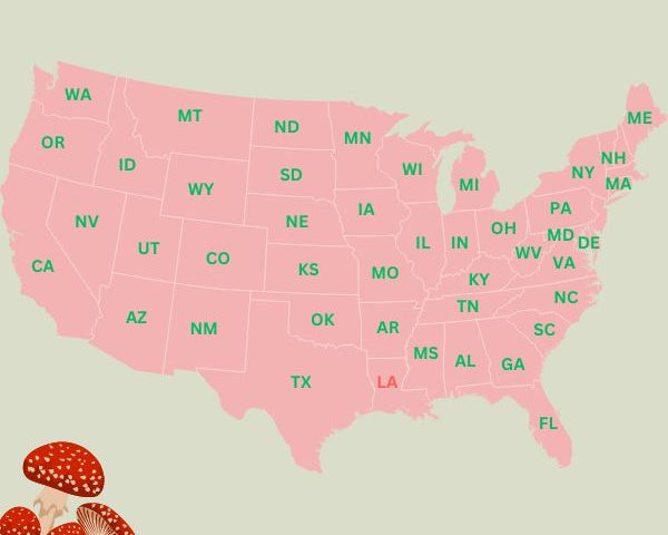 amanita_muscaria_qwin_blog_600_x_600_px.jpg?v=1697721867