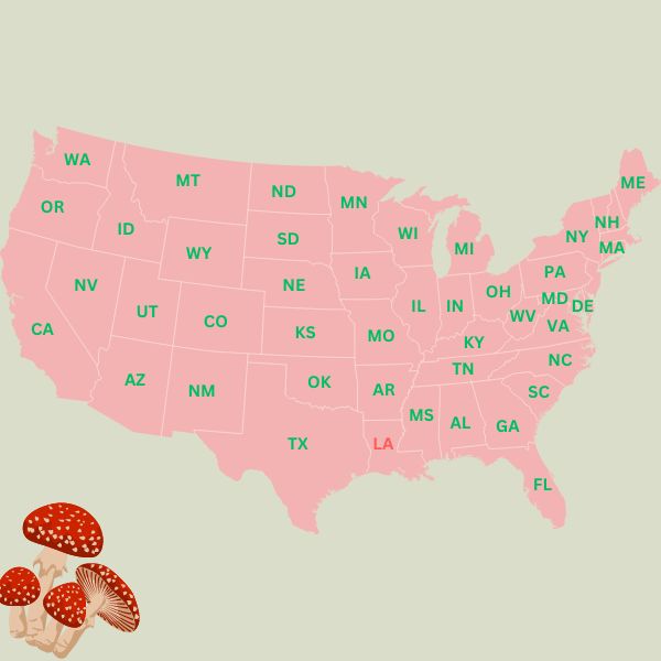 amanita_muscaria_qwin_blog_600_x_600_px.jpg?v=1697721867