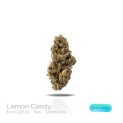 PUFFY Lemon Candy is a sativa-dominant hybrid THCa strain, crafted from the legendary lineage of American indica with NYC Diesel. The aroma carries strong notes of eucalyptus, layered with sharp hints of gas and a distinct chemical undertone. Visually striking, these dense, frosty buds glisten with trichomes, displaying deep greens with hints of lime and purple, accented by vibrant orange pistils. Consumers often report an initial wave of uplifting euphoria that elevates the spirit and energizes the mind, g