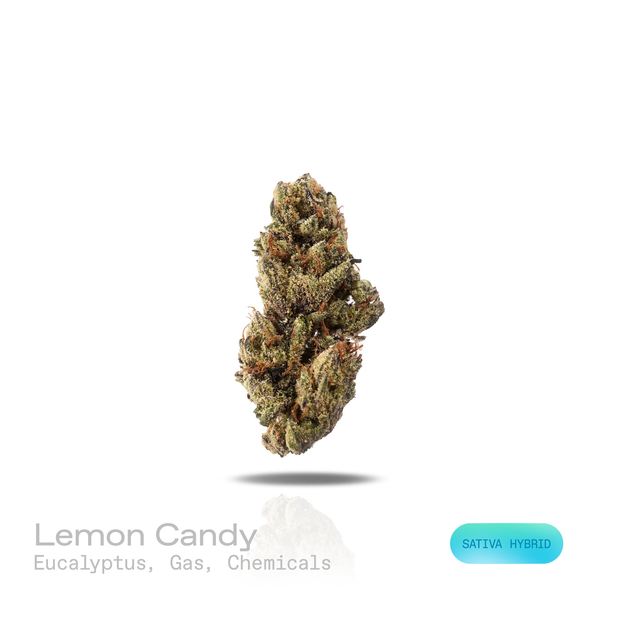 PUFFY Lemon Candy is a sativa-dominant hybrid THCa strain, crafted from the legendary lineage of American indica with NYC Diesel. The aroma carries strong notes of eucalyptus, layered with sharp hints of gas and a distinct chemical undertone. Visually striking, these dense, frosty buds glisten with trichomes, displaying deep greens with hints of lime and purple, accented by vibrant orange pistils. Consumers often report an initial wave of uplifting euphoria that elevates the spirit and energizes the mind, g