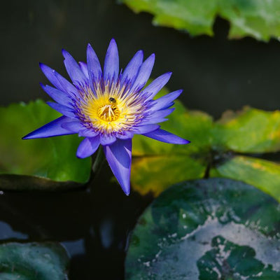 From Ancient Rites to Modern Delights: Blue Lotus Effects
