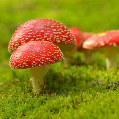 Amanita Muscaria Effects: A Journey Through the Psychedelic Wonderland