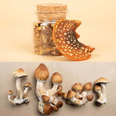 Muscimol vs Psilocybe: What’s the Difference?