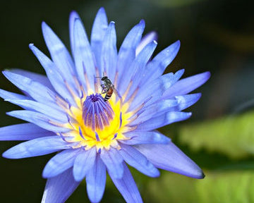 blue_lotus_legality_360x (1)