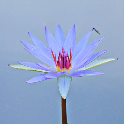 What is Blue Lotus: Unveiling the Effects, Advantages, and US Legal Insights