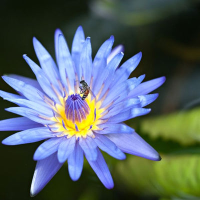 How Long Does Blue Lotus Stay in Your System?
