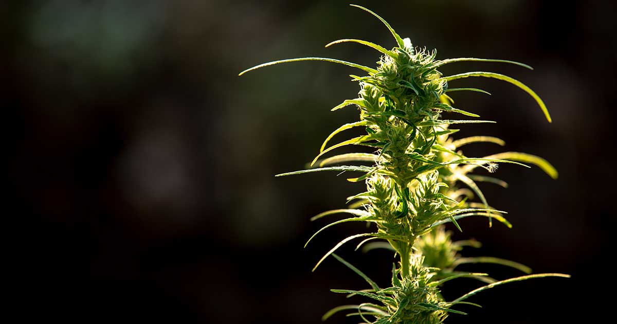 thca-flower-benefits-uses-and-effects