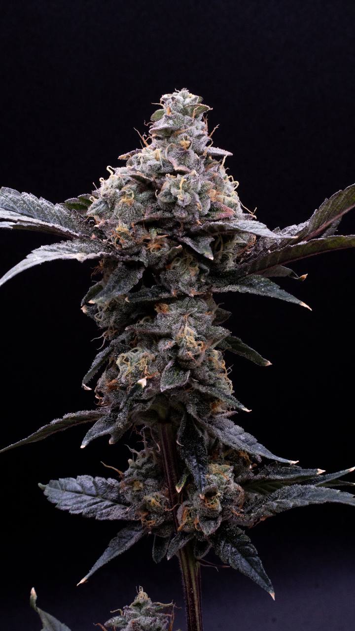 CHEM-COOKIES-1.jpg