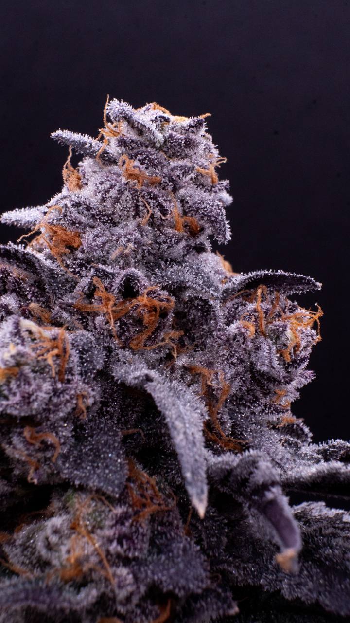 PUFFY-EXOTIC-THCA.jpg