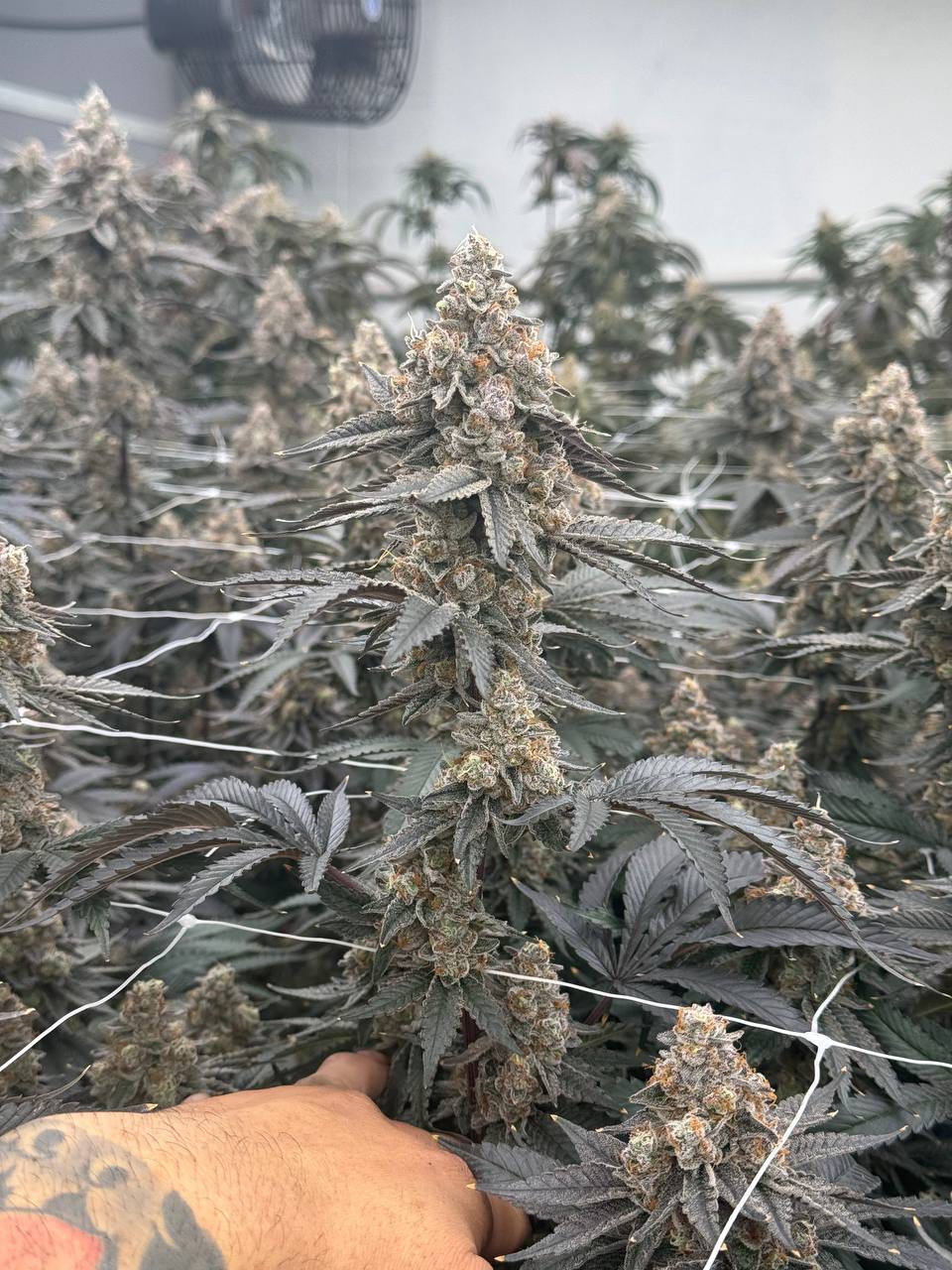 PUFFY-PREMIUM-INDOOR.jpg