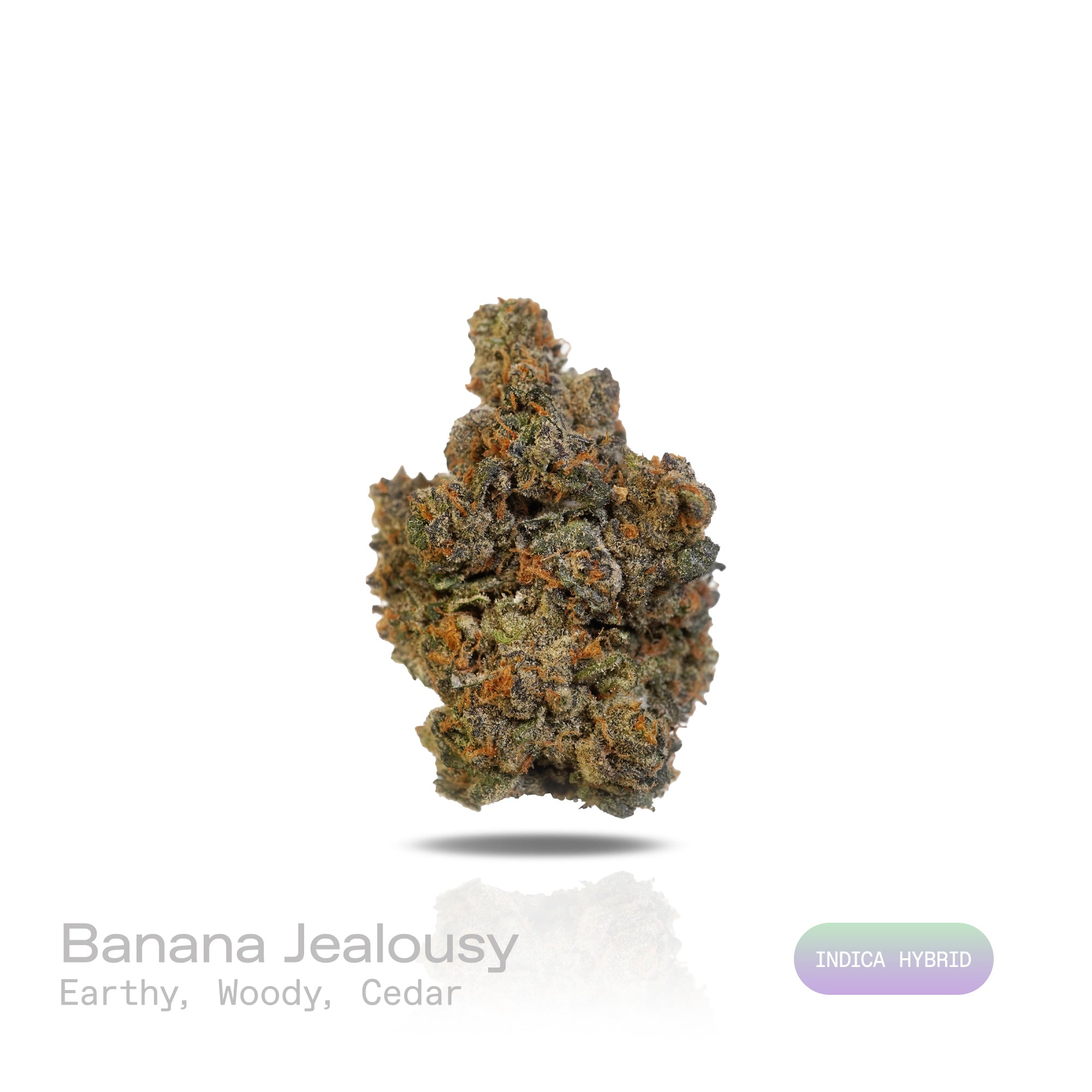 PUFFY Banana Jealousy is an indica-dominant hybrid THCa strain, the result of a flavorful cross between Banana Cream Cake and Jealousy. Its aroma is a rich, grounding blend of earthy undertones, enhanced by warm woody notes and a distinct touch of aromatic cedar. Visually, the buds are dense and resin-coated, showcasing a vibrant mix of forest green and lime hues, highlighted by thin orange pistils and a generous dusting of frosty trichomes. Consumers often report a euphoric, happy, and focused head hi