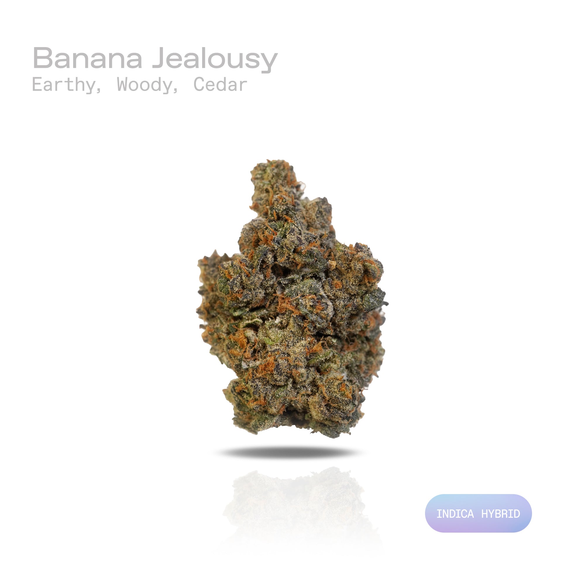 PUFFY Banana Jealousy is an indica-dominant hybrid THCa strain, the result of a flavorful cross between Banana Cream Cake and Jealousy. Its aroma is a rich, grounding blend of earthy undertones, enhanced by warm woody notes and a distinct touch of aromatic cedar. Visually, the buds are dense and resin-coated, showcasing a vibrant mix of forest green and lime hues, highlighted by thin orange pistils and a generous dusting of frosty trichomes. Consumers often report a euphoric, happy, and focused head high th