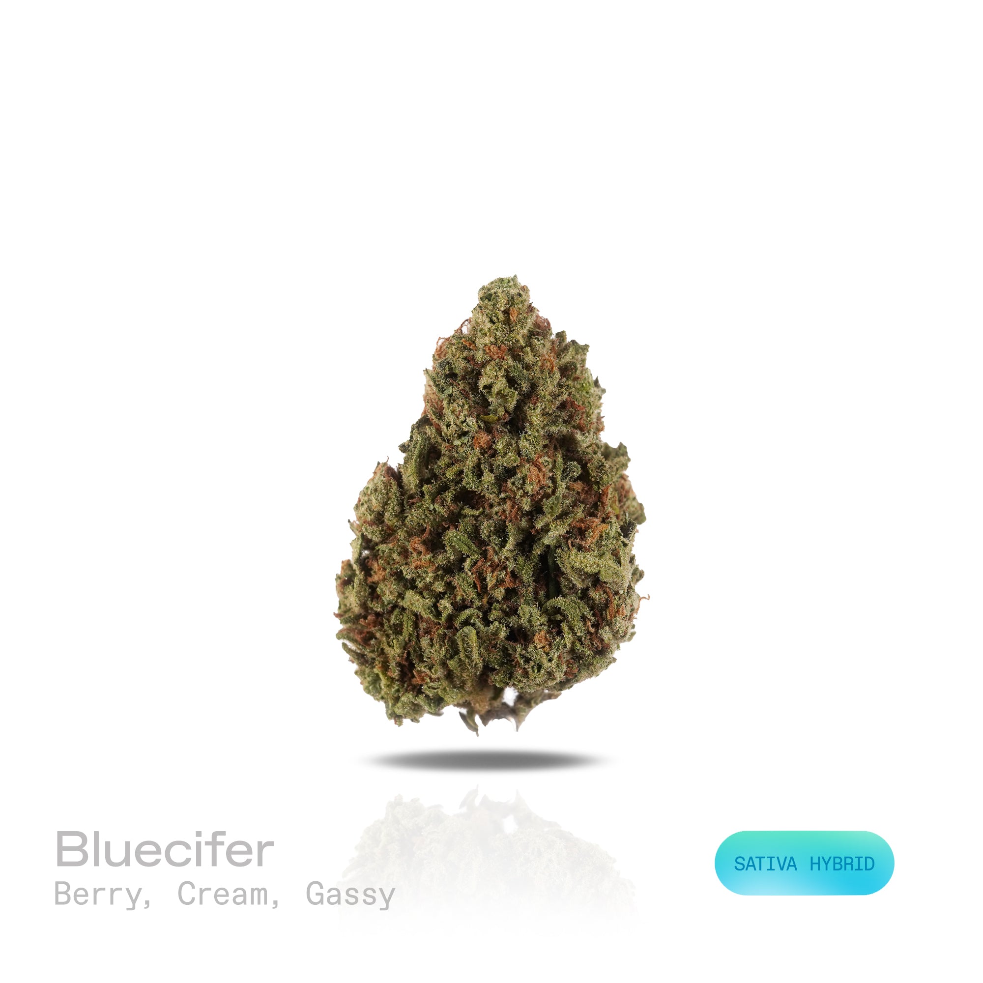 PUFFY Blucifer is a sativa-dominant hybrid THCa strain, born from the powerful cross of Conspiracy Kush × Blue Dream. The aroma opens with sweet, ripe berry notes layered with smooth, creamy undertones and finished with a bold, gassy edge. Visually, the dense buds feature deep forest green and rich purple hues, accented by vibrant orange pistils and a coating of sparkling trichomes. Consumers often report a lively, uplifting experience marked by bursts of energy and happiness, coupled with a clear, cerebral