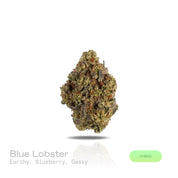 PUFFY Blue Lobster is a balanced hybrid THCa strain, born from the flavorful cross between Apples & Bananas and Eye Candy. The aroma combines rich earthy tones with sweet blueberry accents and a deep, gassy finish. Visually, the buds are dense and vibrant, displaying a mix of green with striking blue and purple hues, accented by bright orange pistils and a generous coating of glistening trichomes. Consumers often describe an uplifting, euphoric cerebral rush that enhances mood, focus, and creativity, gradua