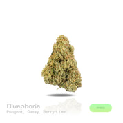 PUFFY Bluephoria is a balanced hybrid THCa strain, born from the renowned cross of Glitter Bomb × Good Greens Candy. The aroma is pungent and gassy, with bright bursts of berry and a zesty lime twist. Visually, dense deep green buds with purple hues and fiery orange pistils are coated in sticky trichomes. Consumers often report an invigorating mental lift that fuels creativity and social moments, while a smooth, relaxing body buzz melts away tension.