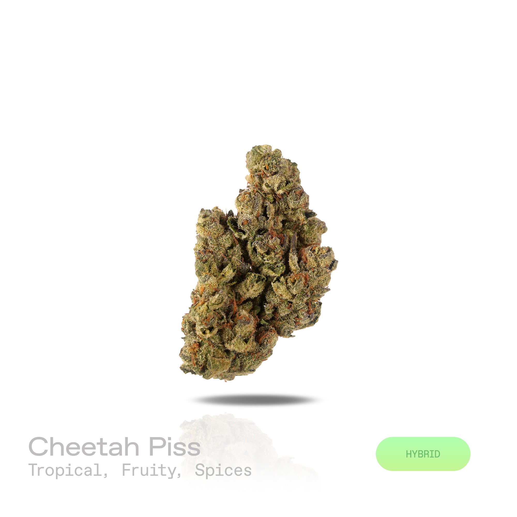 PUFFY Cheetah Piss is a balanced hybrid THCa strain, expertly bred from a powerhouse trio: Lemonnade, Gelato 42, and London Poundcake 97. The aroma bursts with vibrant tropical and fruity notes, layered with subtle hints of exotic spices that add depth and intrigue. Visually, the dense, vibrant green buds are frosted with trichomes, accented by orange pistils and occasional subtle purple hues. Consumers often experience an immediate, uplifting rush that sharpens focus and brings euphoric clarity, making soc