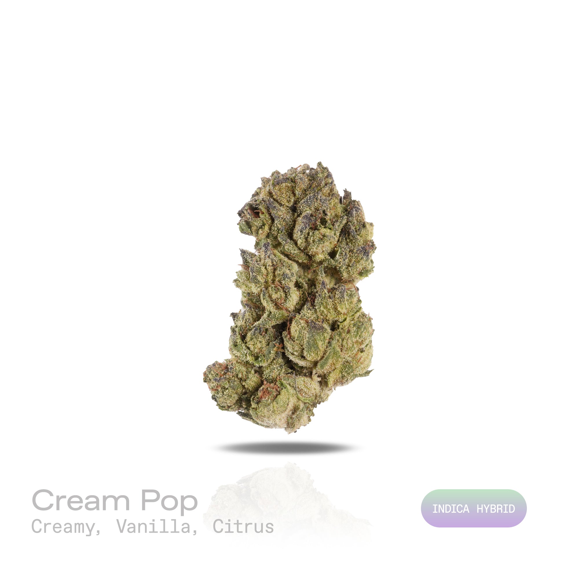 PUFFY Cream Pop is an indica-dominant hybrid THCa strain, created from the flavorful cross of Milk & Cookies × Red Pop. The aroma is creamy and rich, with notes of sweet vanilla and a refreshing hint of citrus. Visually, the buds are dense and dark green with striking purple hues, adorned with vibrant orange pistils and a sparkling layer of crystal trichomes. Consumers often report an initial lifted euphoria that gradually gives way to a sense of calm and happiness, accompanied by physical relaxation.