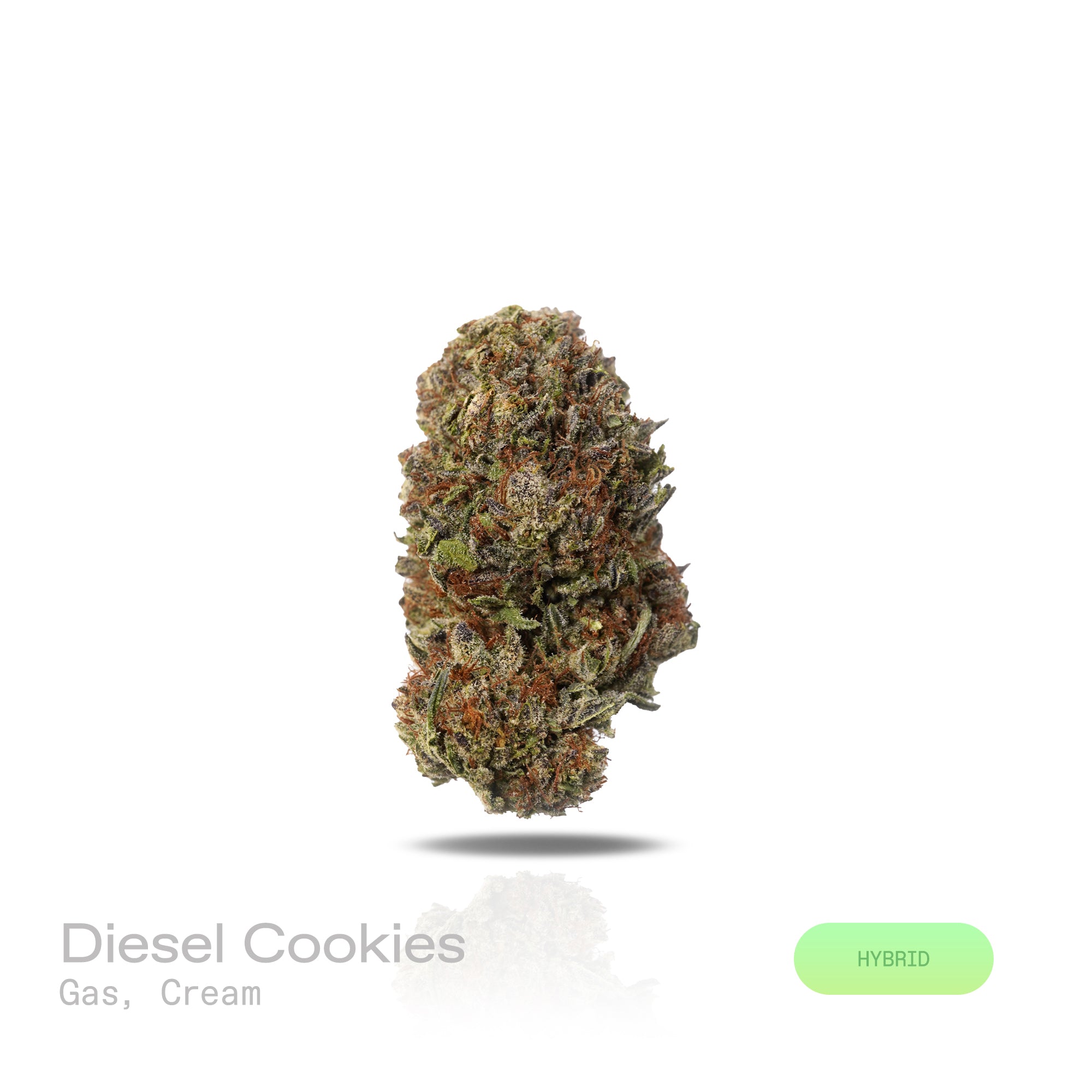 PUFFY Diesel Cookies is a balanced hybrid THCa strain, crafted from the legendary lineage of Girl Scout Cookies (GSC) and Sour Diesel. The aroma carries a strong, gassy punch layered with smooth, creamy undertones. Visually striking, the dense green buds are accented with orange pistils and a frosty trichome finish. Consumers often note an energizing cerebral rush that lifts the mood and sparks creativity, gradually melting into a soothing body relaxation that balances the experience.
