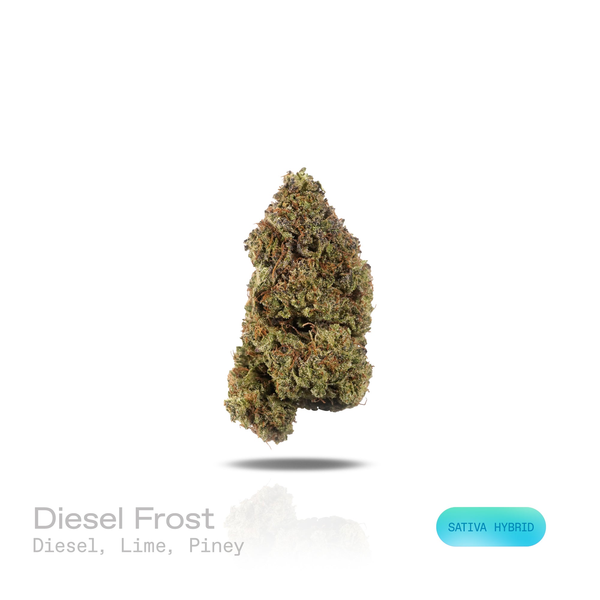 PUFFY Diesel Frost is a sativa-dominant hybrid THCa strain, crafted from a diesel‑infused lineage. The aroma bursts with bold diesel notes, complemented by zesty hints of lime and a fresh, piney undertone. Visually, the buds are dense and vibrant green, interlaced with deep purple hues and fiery orange pistils, all generously coated in glistening, sticky trichomes. Consumers often report a cerebral, uplifting onset that sparks energy, creativity, and focus, gradually flowing into gentle body relaxation, mak
