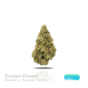PUFFY Durban Dream is a sativa-dominant hybrid THCa strain, born from a legendary cross of Durban Poison and Blue Dream. The aroma is a rich blend of sweet blueberry, sharp pungent notes, and earthy herbal undertones, creating an inviting and complex scent profile. Visually, dense green buds with purple hues and fiery orange pistils are coated in sticky trichomes. Consumers often report a balanced experience, combining uplifting mental clarity and focus with a gentle body calmness, making it ideal for dayti