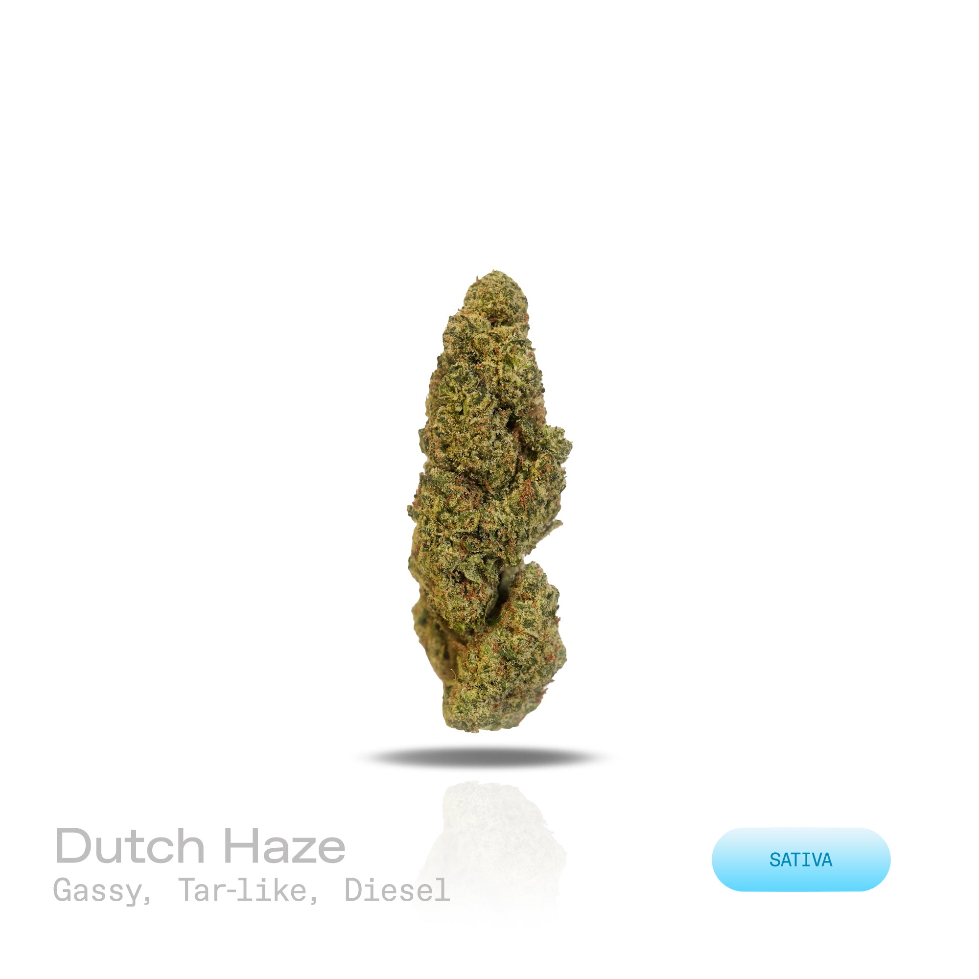 PUFFY Dutch Haze is a potent sativa THCa strain, expertly crafted from the legendary cross of Haze and Dutch Skunk. Aroma is intensely gassy with bold tar-like undertones, wrapped in a sharp, diesel-heavy scent that dominates the senses and lingers long after the first whiff. Visually, the buds are elongated and pointed, lime green with golden tones, coated in frosty trichomes and vibrant orange pistils. Consumers often describe this strain as energetic, uplifting, and euphoric, perfect for daytime use, as 