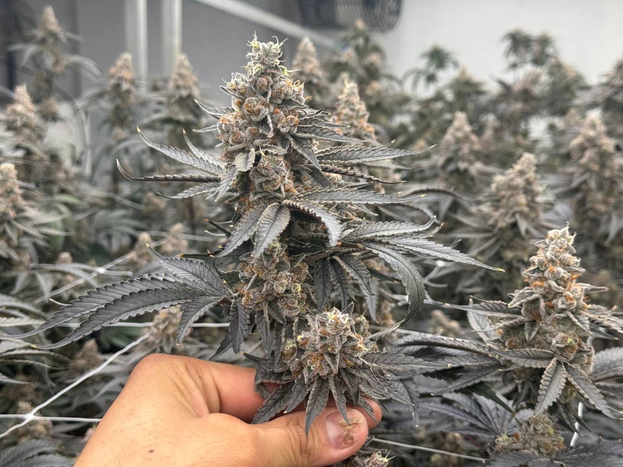 PUFFY-THCA-FLOWER-ROOM.jpg