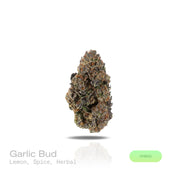 PUFFY Garlic Bud is a balanced hybrid THCa strain, an Afghani Indica landrace is celebrated for its pure traditional Afghan lineage showcasing the robust, earthy traits that define its legendary genetics. The aroma features sharp, savory notes of onion, grounded by earthy undertones and a bold, pungent character. Visually, dense green buds with purple hues and fiery orange pistils are coated in sticky trichomes. Consumers often report an initial cerebral uplift with euphoria, elevated mood, and heightened c