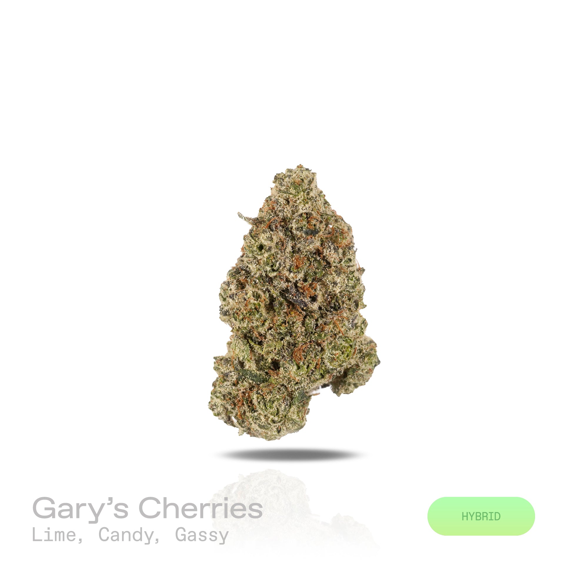 PUFFY Gary's Cherries is a well-balanced hybrid THCa strain, born from the exquisite cross of Cherry Fritter and Gary Payton. The aroma is a zesty fusion of tangy lime, sweet candy, and pungent gassy notes, creating a vibrant and irresistible scent. Visually, the dense buds display forest green and purple hues, highlighted by orange pistils and a sparkling layer of trichomes. Consumers often report a balanced high that begins with an uplifting, clear-headed euphoria, followed by gentle relaxation, making it