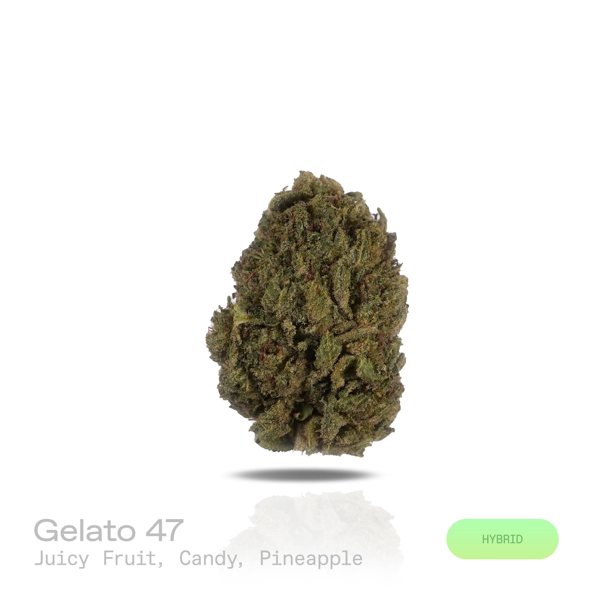 PUFFY Gelato 47 is a hybrid THCa strain, born from the legendary cross of Thin Mint Girl Scout Cookies and Sunset Sherbet. The aroma exudes refined diesel undertones, elegantly balanced by a refreshing hint of mint and a velvety layer of sweet cream. Visually, the buds impress with their compact structure, showcasing deep shades of purple and jade intertwined with bright pistils and a glittering blanket of trichomes. Consumers often report an invigorating cerebral lift that sparks creativity and euphoria, f