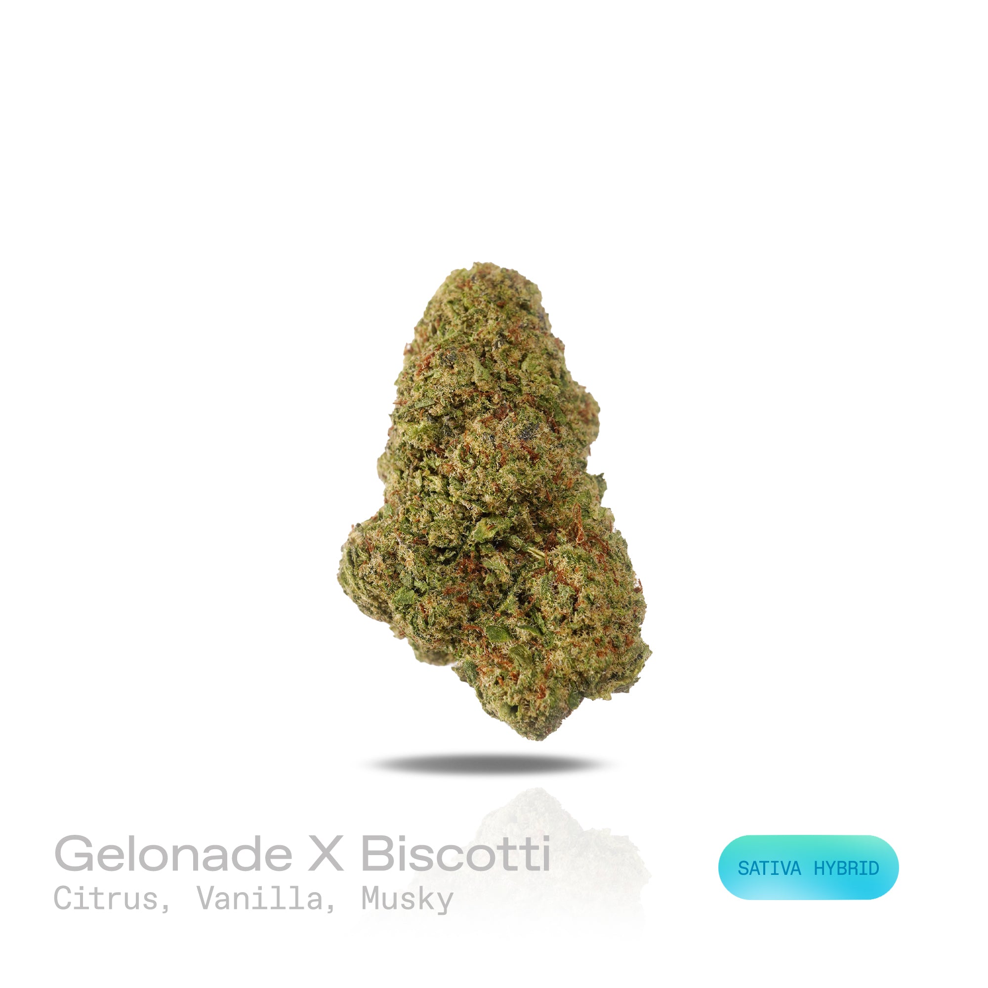 PUFFY Gelonade X Biscotti is a sativa-dominant hybrid THCa strain, it’s a direct cross between Gelonade and Biscotti. The aroma combines bright, zesty citrus notes with a smooth hint of vanilla and a subtle, musky undertone. Visually, the dense buds showcase rich green hues with subtle purple undertones, bright orange pistils, and a sparkling layer of frosty trichomes. Consumers often report a balanced experience of calming body relaxation paired with an energetic, uplifting high that enhances mood, creativ