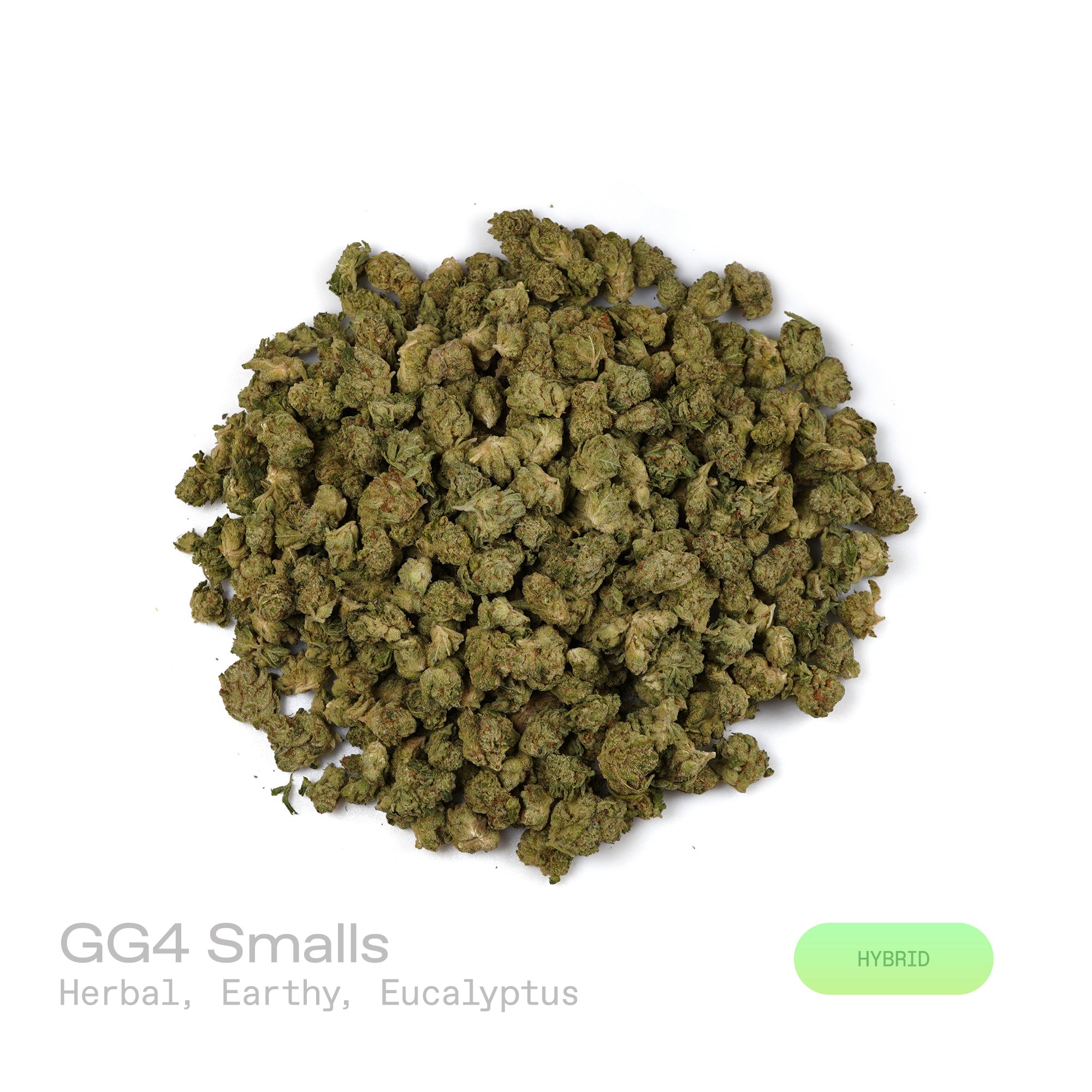 PUFFY GG4 (smalls), also known as Gorilla Glue #4 or Original Glue, is a potent hybrid THCa strain, created from a cross between Chem’s Sister, Sour Dubb, and Chocolate Diesel. The aroma greets the senses with a fresh, herbal blend, earthy undertones, and a crisp hint of eucalyptus. Visually, the buds are dense and chunky, showcasing a vibrant green color accented by fiery orange pistils. Consumers frequently report an intense euphoric high, marked by an uplifting mental buzz that promotes happiness, carefr