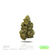 PUFFY GG4, also known as Gorilla Glue #4 is a potent hybrid THCa strain created from a cross between Chem’s Sister, Sour Dubb, and Chocolate Diesel. This strain boasts a bold and pungent aroma, a powerful fusion of gas and sharp menthol, delivering a refreshing scent with a distinct icy edge. The flavor profile is equally rich, offering a harmonious blend of earthy tones, subtle sweetness, and delicate hints of chocolate and coffee. Visually, the buds are dense and chunky, showcasing a vibrant green color a