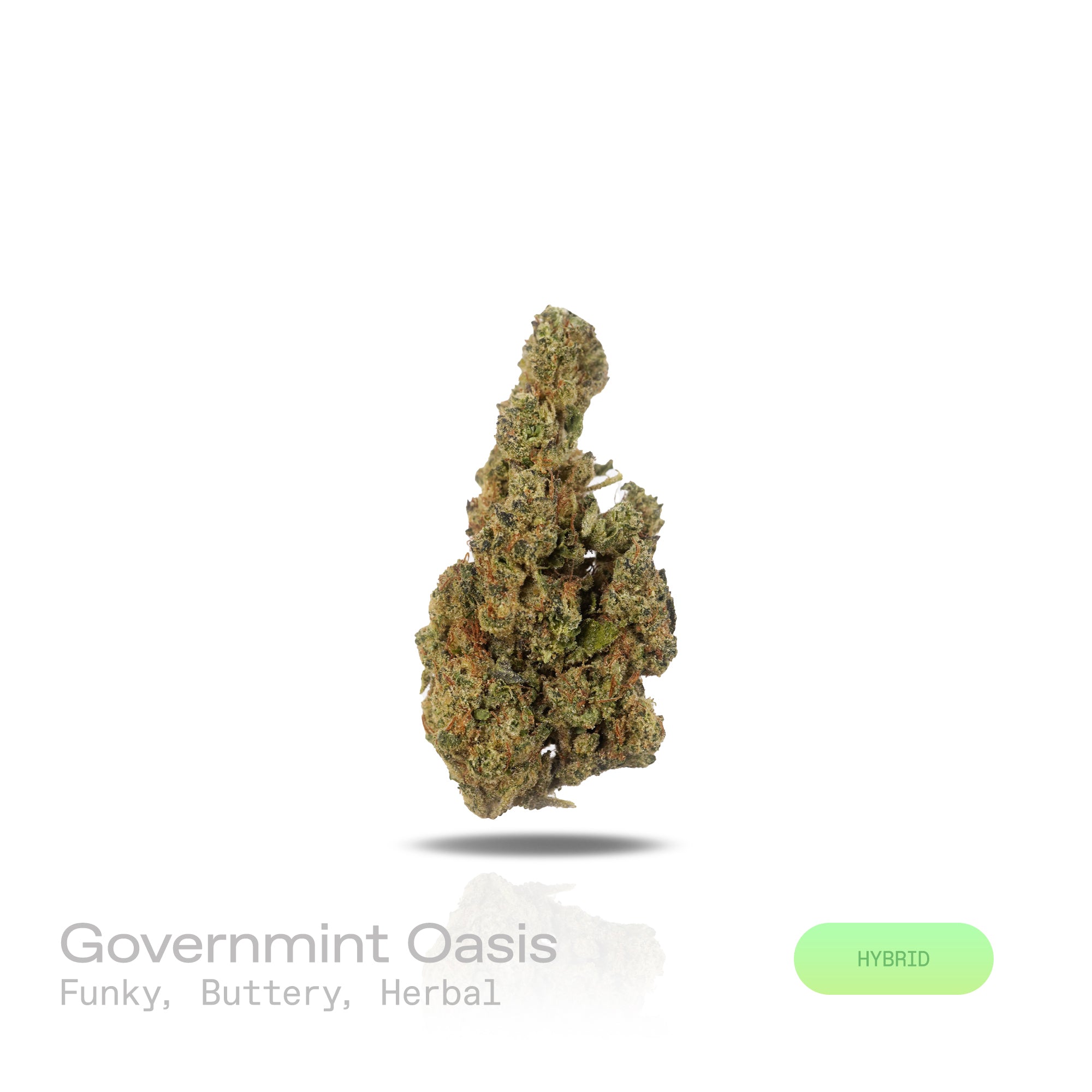 PUFFY Governmint Oasis is a balanced hybrid THCa strain, created by crossing GMO and Gush Mints. The aroma presents a funky, buttery richness layered with fresh, herbal undertones for a distinctive and savory scent. Visually captivating, the buds feature a mix of rich forest green and vibrant purple shades, dusted with frosty white trichomes and highlighted by bold, crimson pistils. Consumers often experience a calming body high accompanied by euphoria, tingling sensations, and an uplifted, clear-headed moo