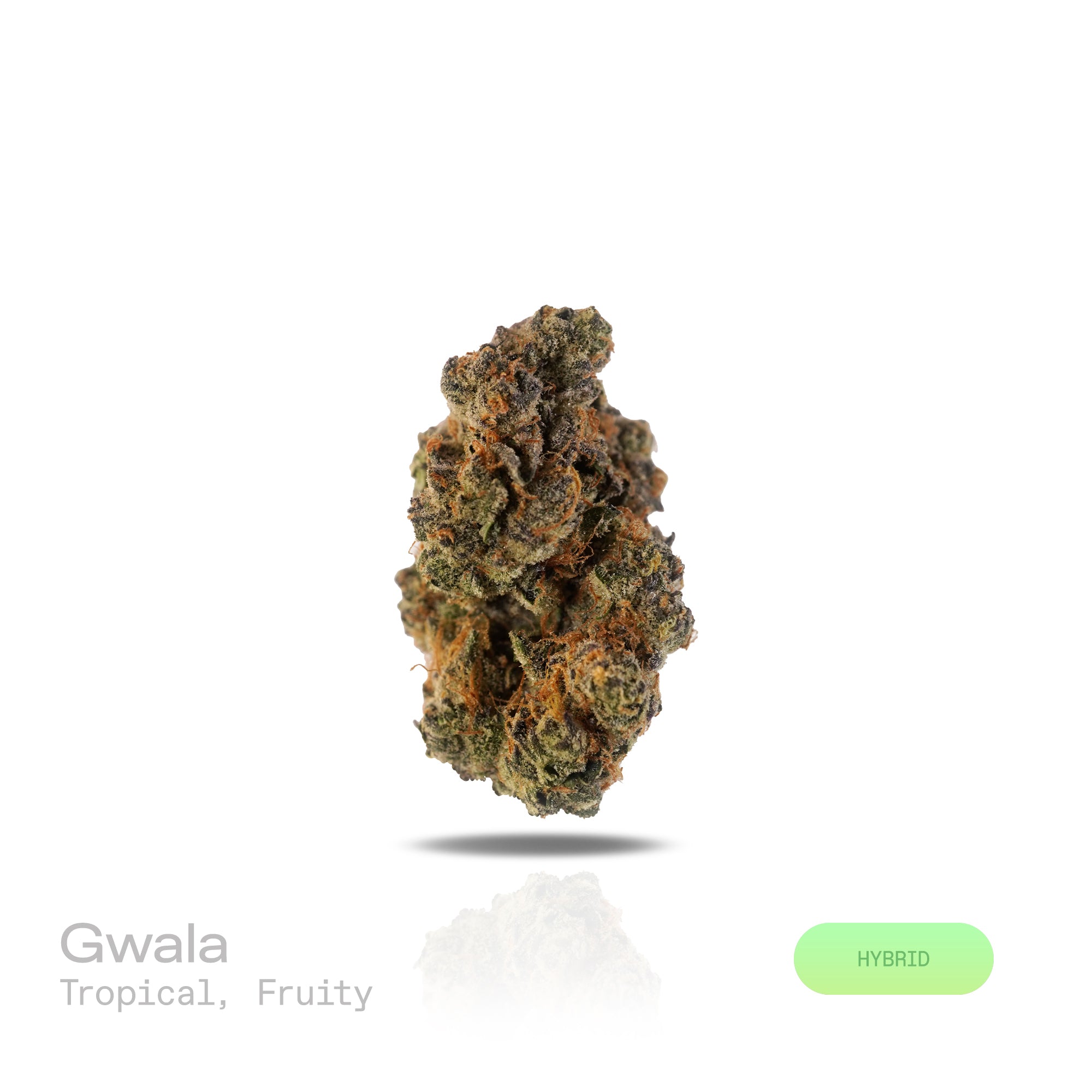 PUFFY Gwala is a balanced hybrid THCa strain created by crossing Rainbow Beltz and Moonbow. Aroma is a luscious mix of sweet tropical notes layered with ripe, juicy fruit.  Visually, dense buds draw the eye with vivid greens, deep purples, and fiery oranges, all wrapped in a sparkling blanket of resinous trichomes. Consumers often experience a balanced high that lifts the mood with euphoria and mental clarity before easing into calming physical relaxation, offering stress relief without sacrificing focus or