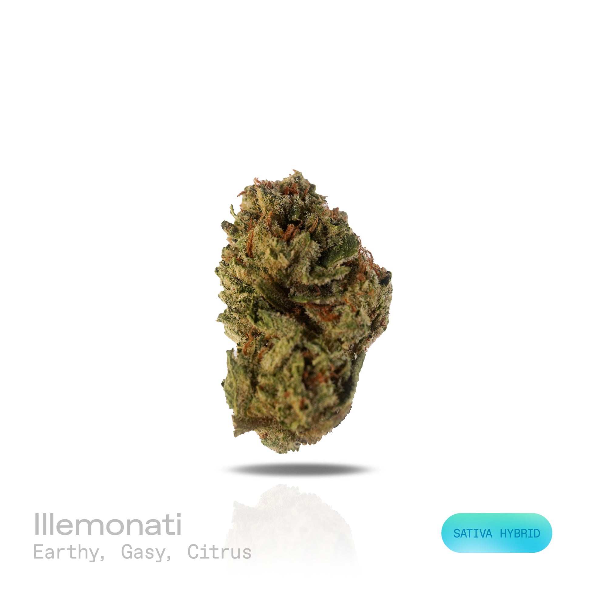 PUFFY Illemonati is a sativa-dominant hybrid THCa strain born from the flavorful union of Gelonade and Biscotti. The aroma is a rich blend of earthy and gassy notes, brightened by a sharp, refreshing hint of citrus. Visually, medium to large dense conical buds display a blend of forest and lime greens with occasional purple swirls, coated in glistening trichomes and accented by fiery orange pistils. Consumers often describe the experience as bright and invigorating, sparking creativity, sharpening focus, an