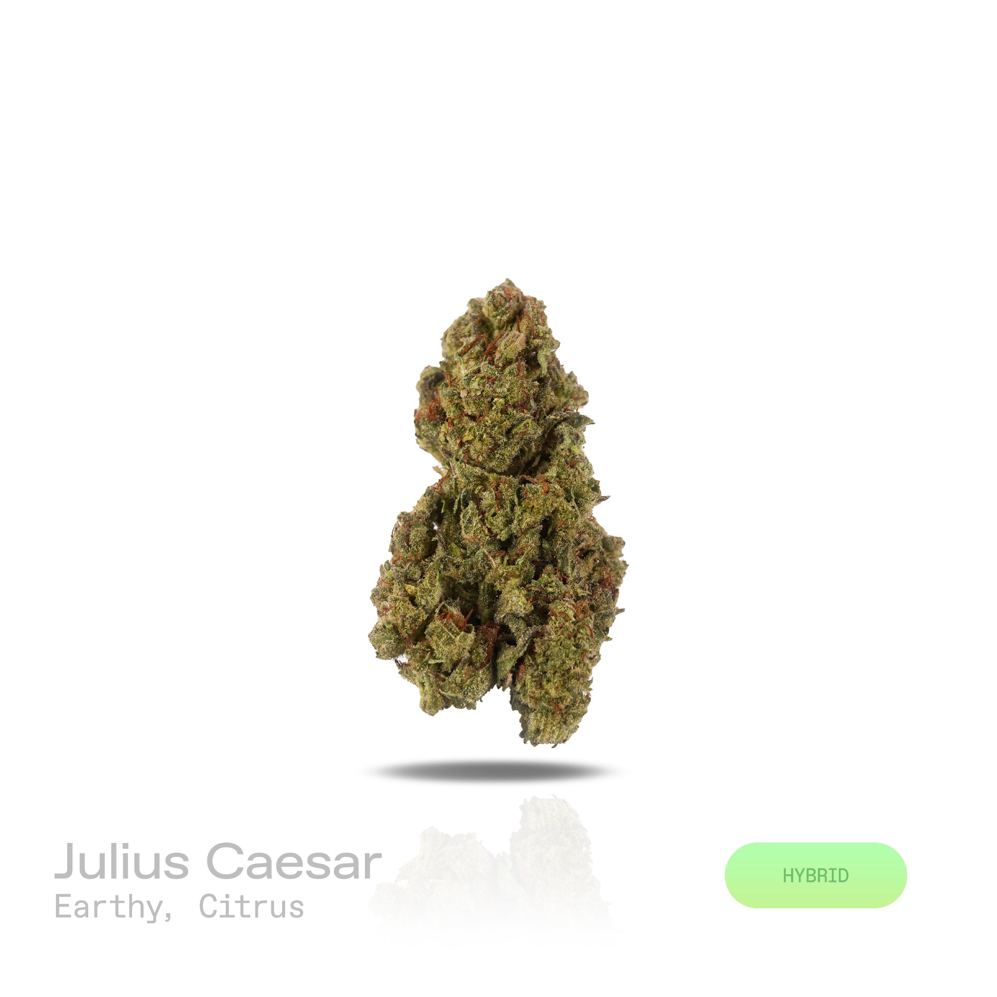 PUFFY Julius Caesar is a balanced hybrid THCa strain, born from the renowned cross of SoCal Master Kush and SFV OG Kush. Aroma is earthy and grounding, lifted by a bright splash of citrus for a refreshing finish. Visually striking, the dense buds are frosted with thick trichome coverage, accented by purple-tinged sugar leaves and vivid orange pistils. Consumers often report a bright, euphoric lift that smoothly transitions into soothing relaxation, making it a versatile choice for both social and unwinding 