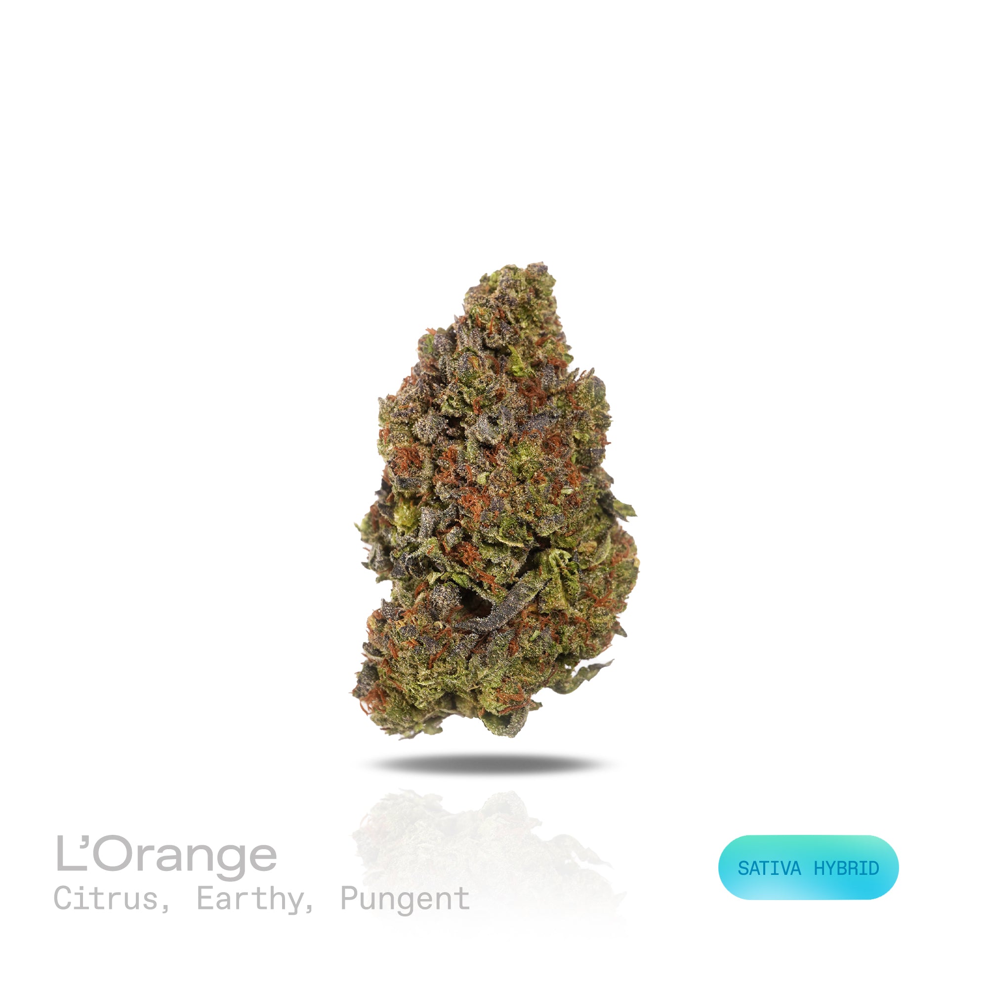 PUFFY L'Orange is a sativa-dominant hybrid THCa strain, born from the flavorful cross of Oregon Lemon and Orange Crush. The aroma bursts with vibrant citrus notes balanced by deep, earthy undertones, finished with a sharp, pungent kick that commands attention and leaves a lasting impression. Visually, the buds are dense, with vibrant forest-green hues, orange pistils, and a heavy coat of frosty white trichomes. Consumers often describe an uplifting and energizing head high that boosts focus, motivation, and