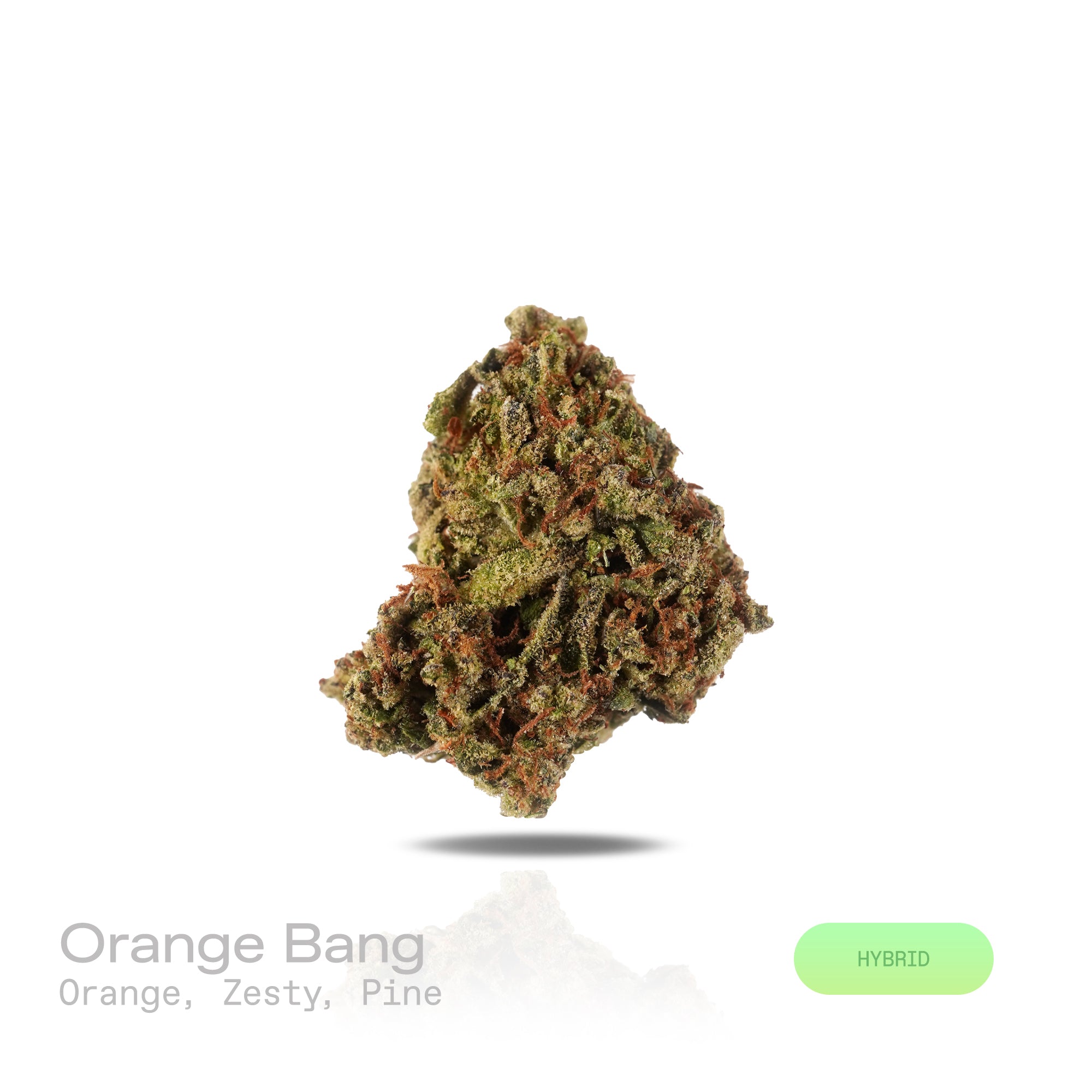 PUFFY Orange Bang is a hybrid THCa strain, expertly crafted from a potent cross between 2010 White, Orange Cookies, and Blowpops genetics. The aroma is a vibrant blend of bright orange, zesty citrus notes, and fresh pine, creating an invigorating and uplifting scent experience. Visually, dense bright green buds with purple hues and fiery orange pistils are coated in sticky trichomes. Consumers often report feeling happy, uplifted, and energetic, with a boost of creativity that pairs beautifully with an over