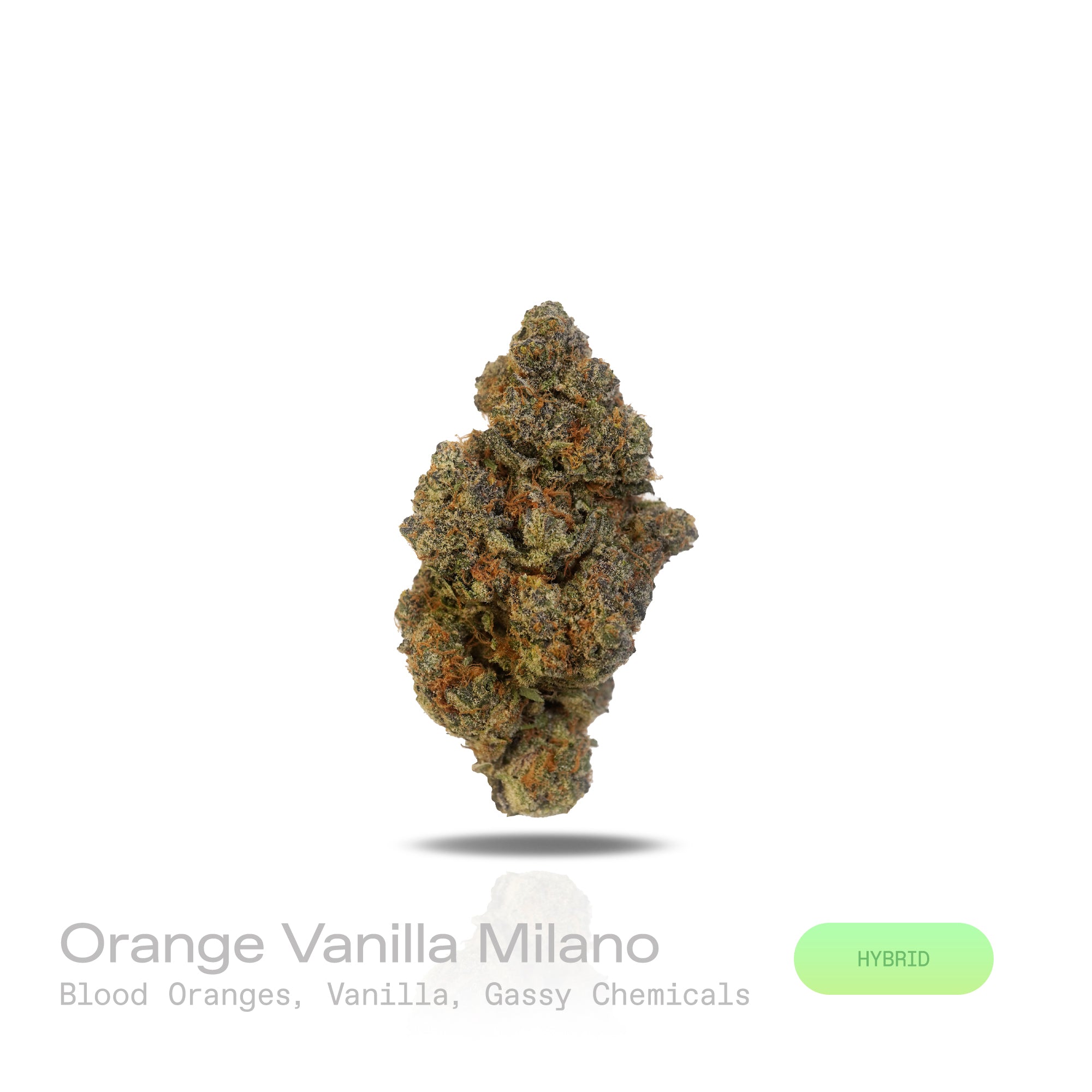 PUFFY Orange Vanilla Milano is a sativa-dominant hybrid THCa strain created by crossing the zesty Tangie with creamy Cookies & Cream #3. The aroma bursts with vibrant, juicy blood oranges layered over smooth, rich vanilla, all wrapped in a distinct, pungent gassy undertone that adds an intriguing, edgy complexity. Visually, the dense, medium-sized buds display vibrant forest green and bright orange pistils, coated in frosty white trichomes for a sticky, crystalline sheen. Consumers often experience enhanced