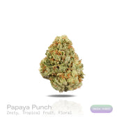 PUFFY Papaya Punch is an indica-dominant hybrid THCa strain crafted from the flavorful union of Papaya and Purple Punch. The aroma is zesty and lively, layered with sweet tropical fruit notes and a delicate floral undertone that creates a bright, inviting fragrance. Visually, the buds are dense and heart-shaped, showcasing a vibrant forest green color accented by fiery orange hairs and a thick, frosty coating of milky amber trichomes. Consumers often report a smooth high, beginning with a gentle cerebral up