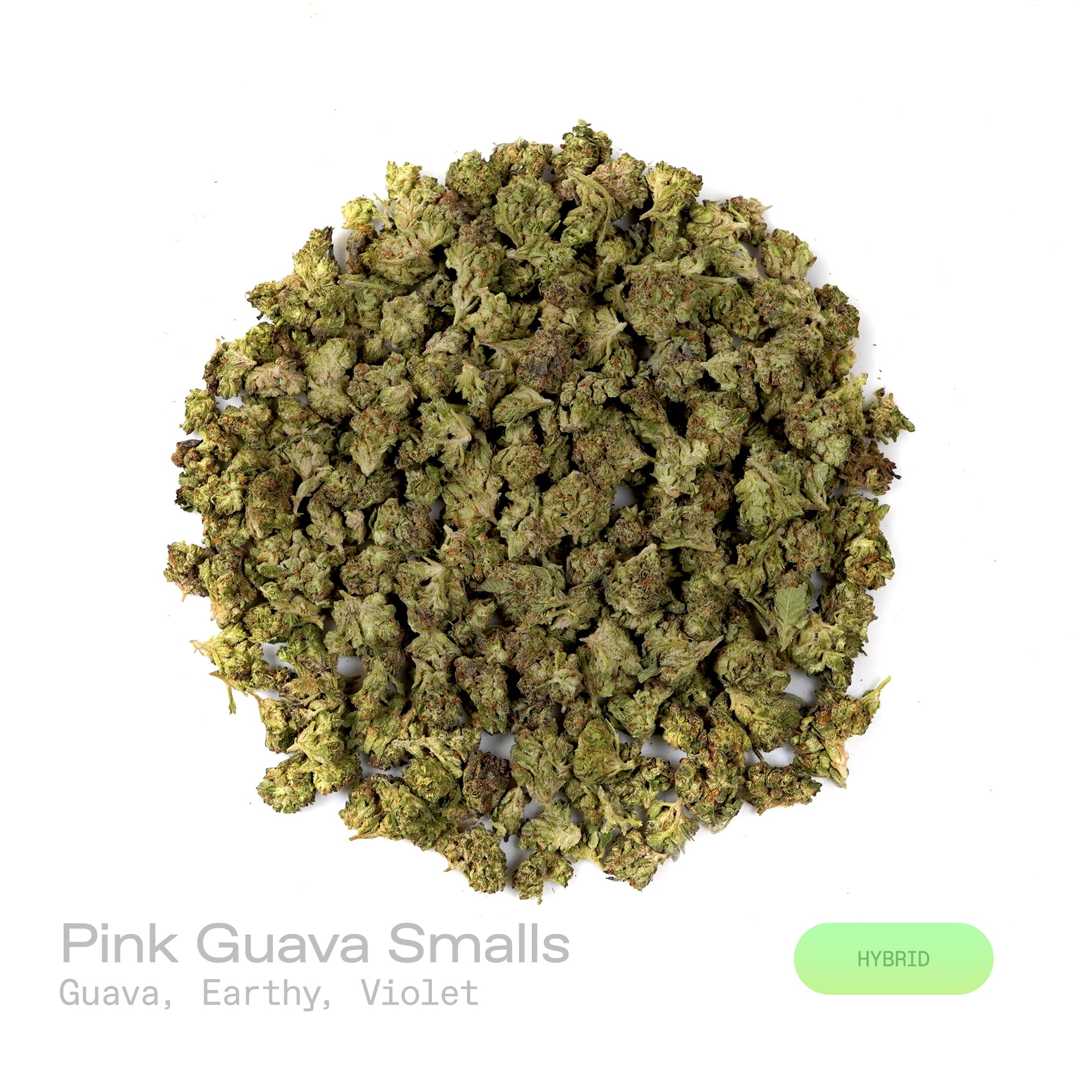 PUFFY Pink Guava (smalls) is a balanced hybrid THCa strain, created by crossing Nepali Pink and Guava. The aroma is a captivating blend of juicy guava, earthy undertones, and delicate hints of violet, creating a rich and intriguing fragrance that is both fruity and floral with a grounding depth. Visually, dense pine green buds with purple hues and fiery orange pistils are coated in sticky trichomes. Consumers often report experiencing euphoria, happiness, relaxation, and enhanced focus, enjoying a balanced 
