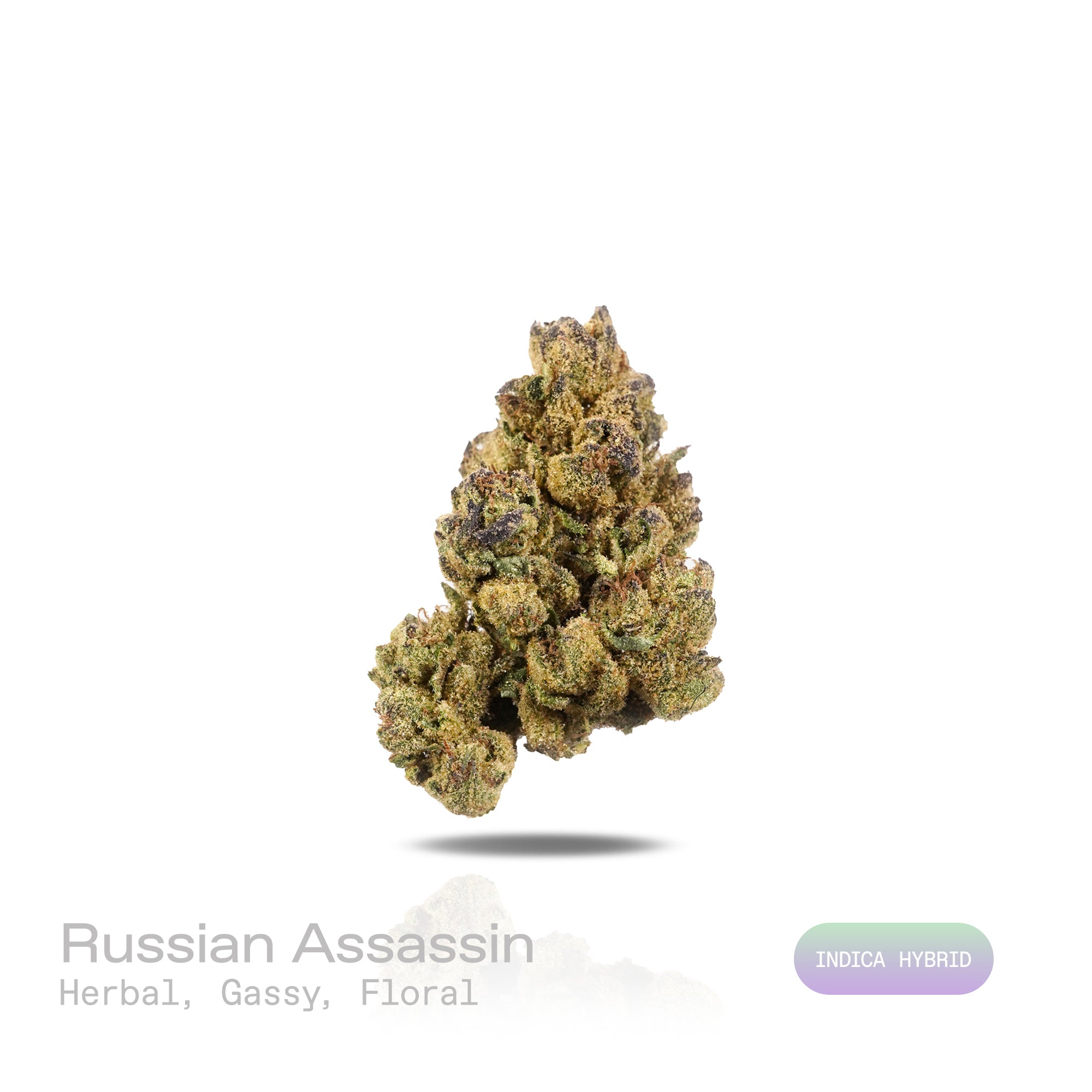 PUFFY Russian Assassin is an indica-dominant hybrid THCa strain, expertly crafted from the renowned genetics of Skywalker, Lemon OG Kush, and Headband. The aroma is a complex blend of herbal notes, pungent gassy undertones, and delicate floral hints, creating a distinctive and intriguing scent profile. Visually, dense green buds with purple hues and fiery orange pistils are coated in sticky trichomes. Consumers often report euphoric and happy feelings, cerebral stimulation that transitions into deep relaxat