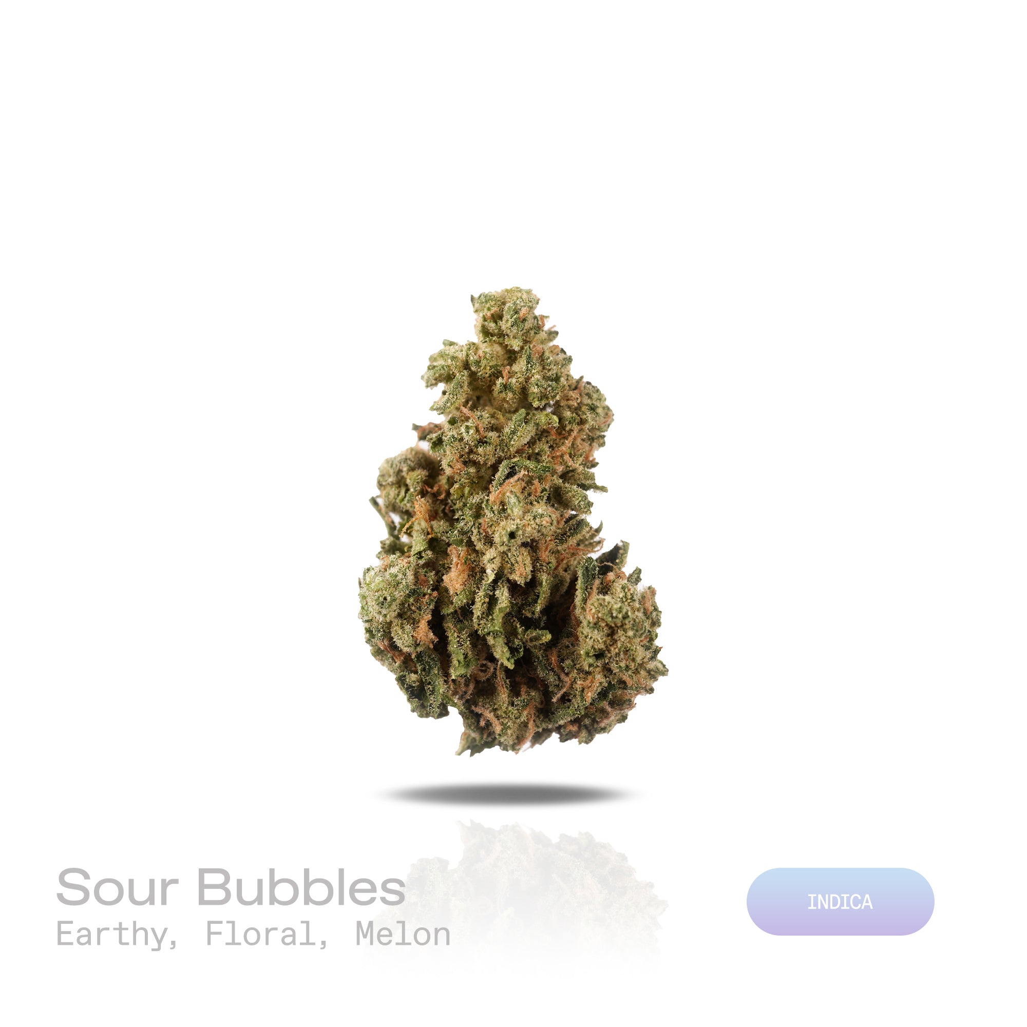 PUFFY Sour Bubbles is a powerhouse pure indica THCa strain from B.O.G. Seeds, born from a hand-picked phenotype of their iconic BOG Bubble. The aroma is a rich blend of earthy and floral notes, layered with a sweet hint of melon. Visually dense, crystal-coated buds in vibrant green, accented with flashes of orange and purple. Consumers describe the experience as deeply relaxing, often melting into a blissful calm that brings gentle tingles, uplifting euphoria, and an easy drift toward restful sleep.
