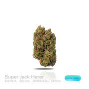 PUFFY Super Jack Herer is a sativa-dominant hybrid THCa strain, born from the legendary cross of Super Silver Haze and Jack Herer. The aroma is a bold fusion of sharp asphalt, warming spices, pungent chemicals, and zesty citrus notes. Visually, the buds are dense and light-green, accented by fiery orange pistils and coated in a sparkling layer of trichomes. Consumers often report a surge of energy that enhances focus, sparks creativity, and makes it an ideal choice for daytime use.

