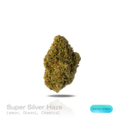 PUFFY Super Silver Haze is a sativa-dominant hybrid THCa strain, expertly crafted from a flavorful and legendary three-way cross of Skunk #1, Northern Lights, and Haze. The aroma is a refreshing blend of cool menthol and crisp eucalyptus, balanced by the sharp, clean scent of pine. Visually, the buds are spade-shaped with a bright lime green hue, accented by fiery orange pistils and coated in a dense layer of silvery-white trichomes. Consumers often describe feeling a surge of energy, heightened euphoria, s