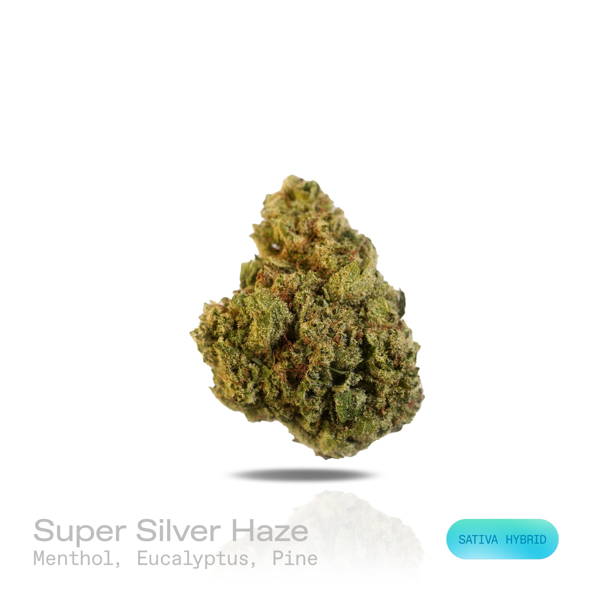 PUFFY Super Silver Haze is a sativa-dominant hybrid THCa strain, expertly crafted from a flavorful and legendary three-way cross of Skunk #1, Northern Lights, and Haze. The aroma is a refreshing blend of cool menthol and crisp eucalyptus, balanced by the sharp, clean scent of pine. Visually, the buds are spade-shaped with a bright lime green hue, accented by fiery orange pistils and coated in a dense layer of silvery-white trichomes. Consumers often describe feeling a surge of energy, heightened euphoria, s